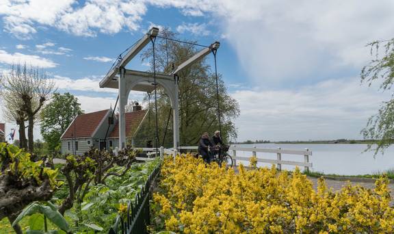 Fietsers bij een witte ophaalbrug aan het water, met bloeiende forsythia