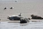 Zeehonden rusten op een zandbank in de Waddenzee