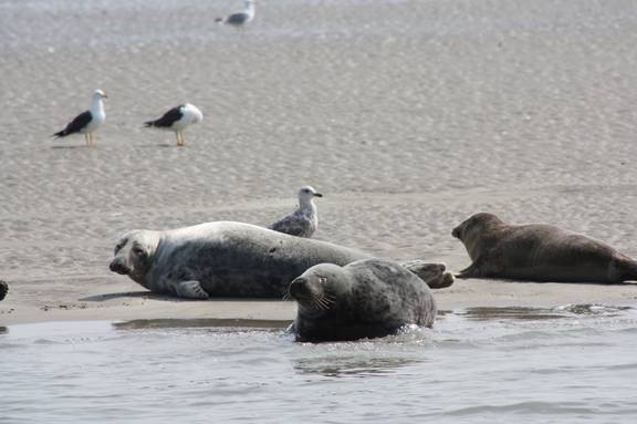 Zeehonden rusten op een zandbank in de Waddenzee