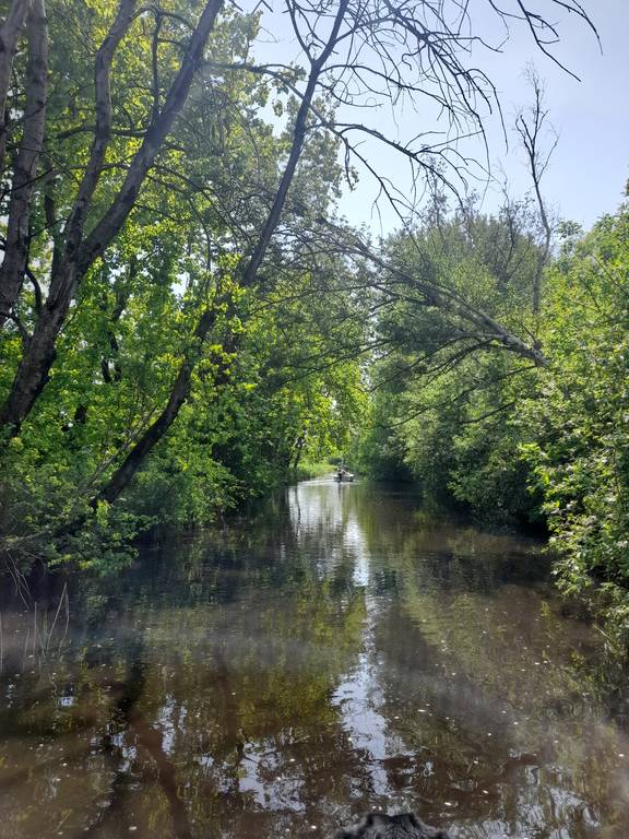 Watergang tussen bomen in de Weerribben-Wieden