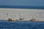 BootBootBoot Klipper Lauwerszee waddenzee Wattenmeer