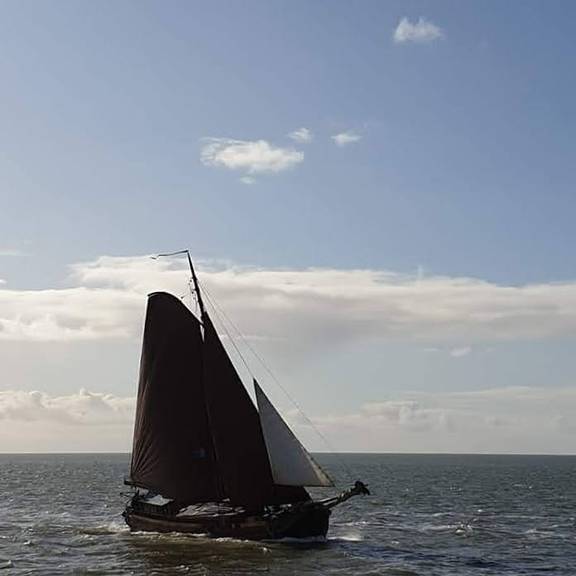 Medusa met bruine zeilen in het zonlicht op open water