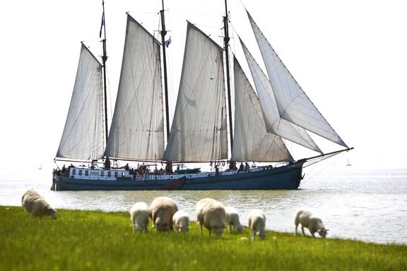 Driemaster Tsjerk Hiddes onder zeil langs een dijk met schapen
