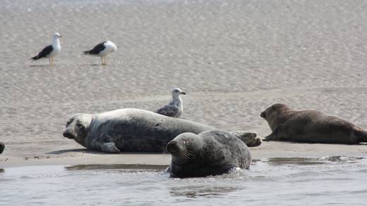 Zeehonden rusten op een zandbank in de Waddenzee