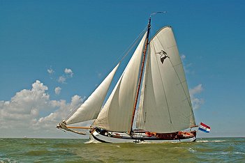 Pelikaan